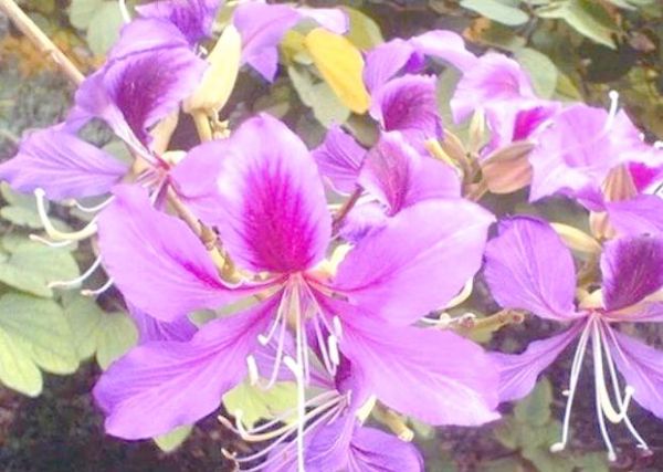 梦到花开是什么意思_梦见花开预示着什么