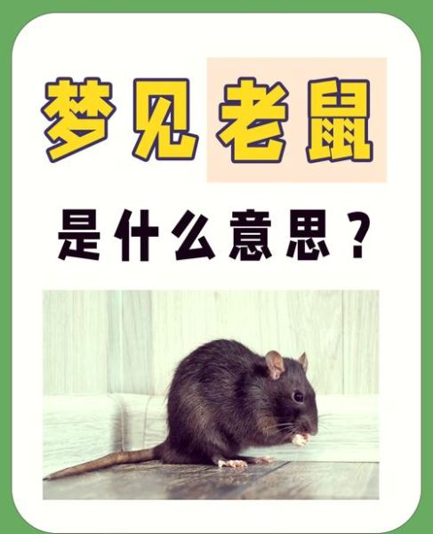 做梦梦到老鼠是什么意思_梦到老鼠是吉兆还是凶兆