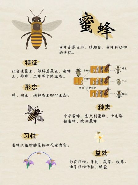 蜜蜂图片大全_如何分辨不同种类蜜蜂