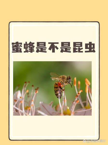 蜜蜂图片大全_如何分辨不同种类蜜蜂