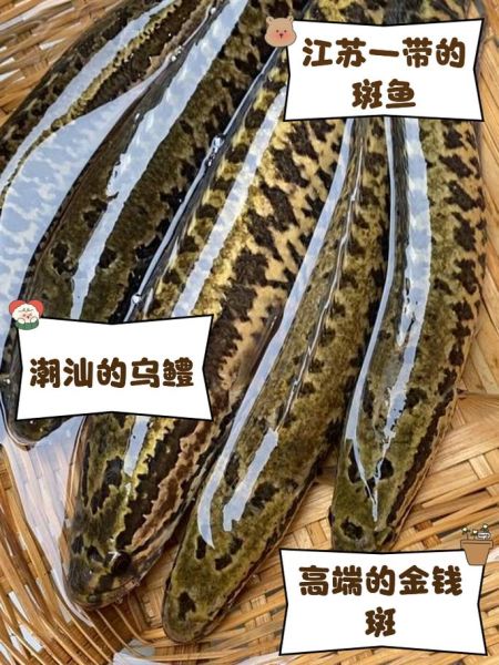 斑鱼图片大全_斑鱼长什么样