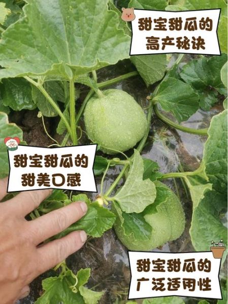 孕妇梦到甜瓜是什么意思_孕妇梦见甜瓜生男生女