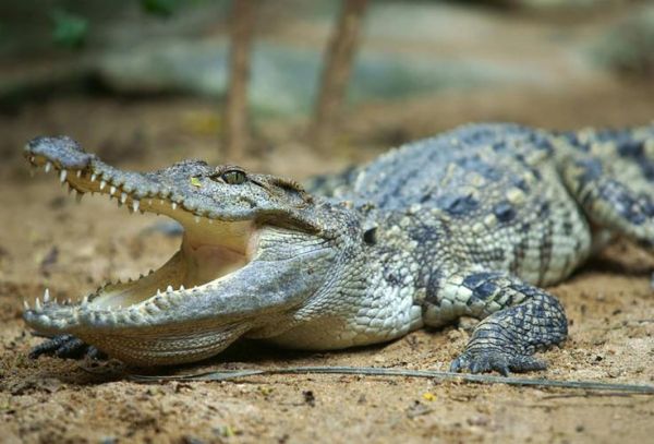 鳄鱼图片大全_鳄鱼种类有哪些