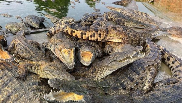 鳄鱼图片大全_鳄鱼种类有哪些