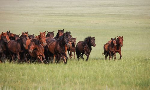 梦到好多马是什么意思_梦见马群奔跑的预兆