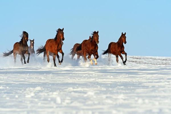 梦到好多马是什么意思_梦见马群奔跑的预兆