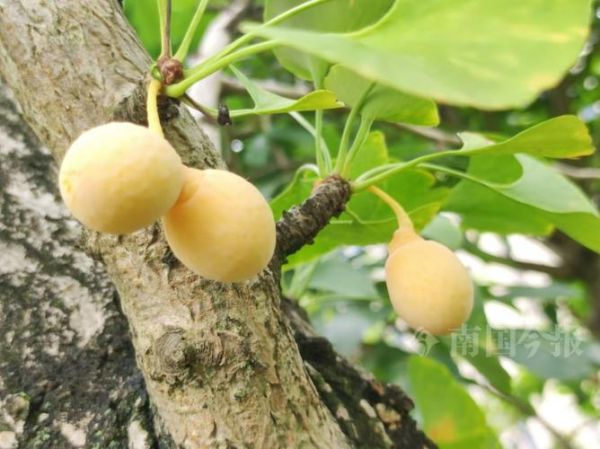 梦到摘树上的果子吃_梦见摘果子吃是什么预兆