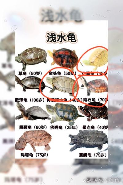 龟图片大全大图_高清龟类图鉴哪里找