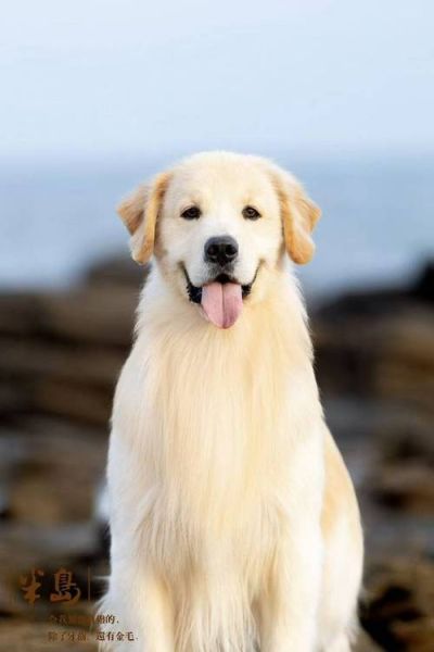 金毛狗图片大全大图_高清壁纸哪里找