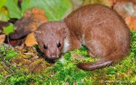 孕妇梦到动物是什么意思_孕妇梦见动物生男生女