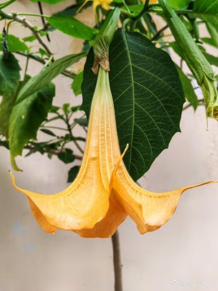 曼陀罗花图片大全_曼陀罗花有毒吗