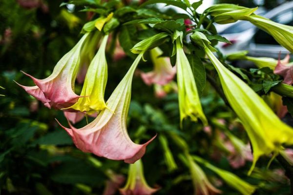 曼陀罗花图片大全_曼陀罗花有毒吗