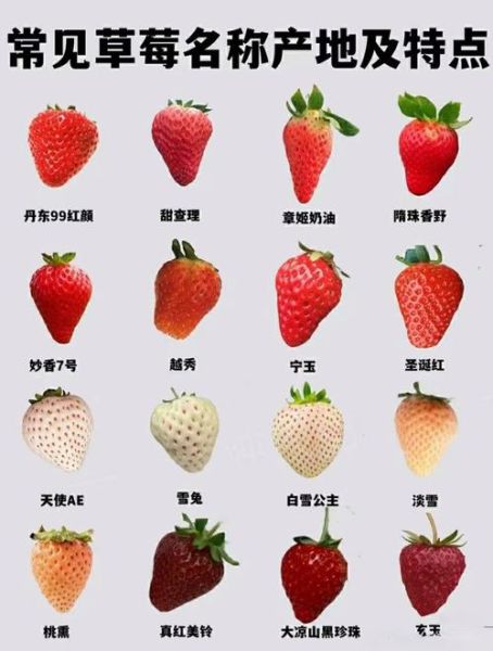 水果大全图片_水果名称对照表