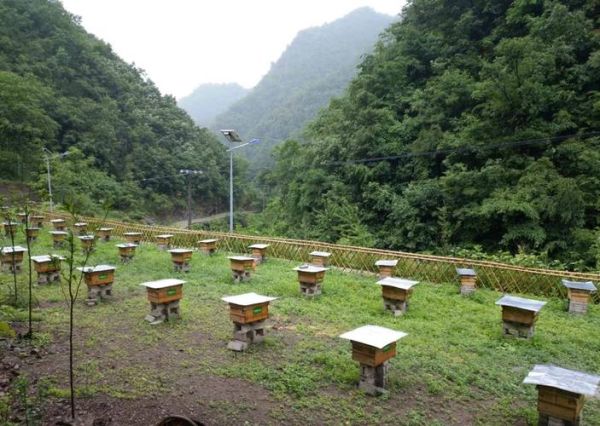 蜂场图片大全_如何挑选高清蜂场实景图