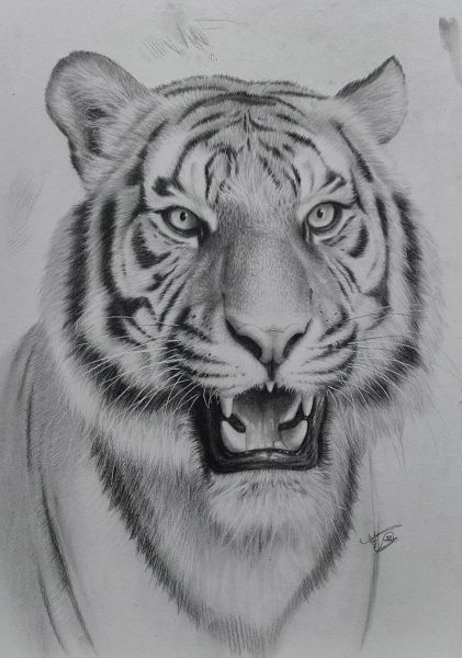 动物素描画图片大全_如何快速临摹