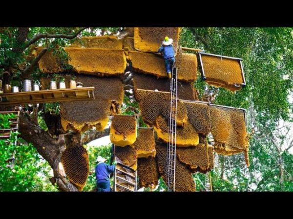 蜂场图片大全_如何挑选高清蜂场实景图