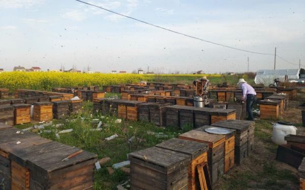 蜂场图片大全_如何挑选高清蜂场实景图