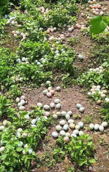 梦到捡鸡蛋是什么意思_梦见捡鸡蛋预示什么