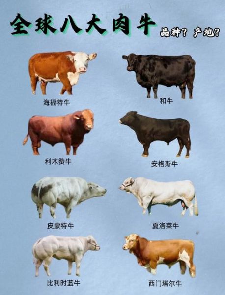 牛的图片大全集_如何挑选高清牛图