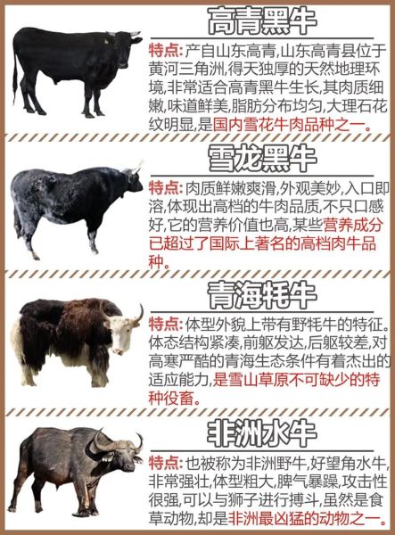 牛的图片大全集_如何挑选高清牛图