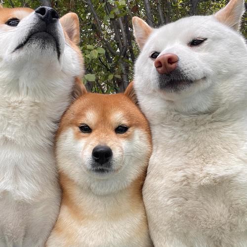 柴狗图片大全_柴犬和柴狗的区别是什么