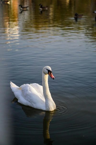 天鹅图片大全大图_如何免费下载高清无水印