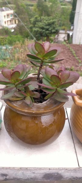 肉肉花图片大全_多肉植物怎么养才爆盆