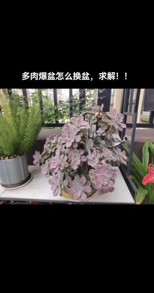 肉肉花图片大全_多肉植物怎么养才爆盆