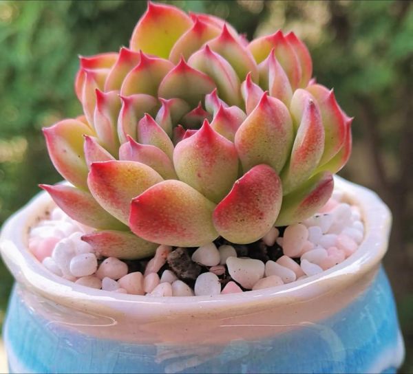 肉肉花图片大全_多肉植物怎么养才爆盆