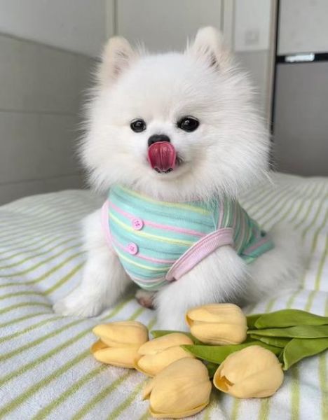 可爱小狗图片大全超萌_如何挑选最治愈的一张