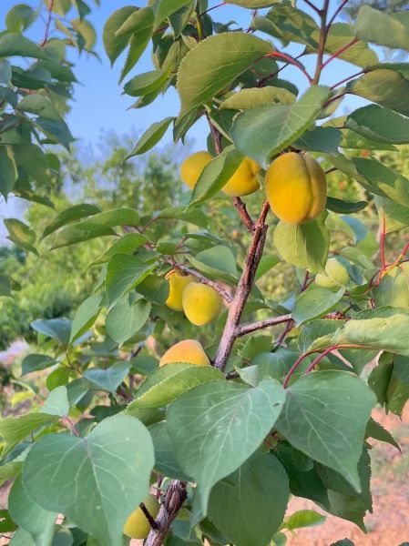 梦到杏熟了是什么意思_梦见杏子成熟预示什么