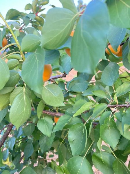 梦到杏熟了是什么意思_梦见杏子成熟预示什么