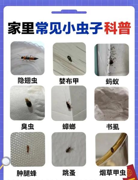 常见虫子种类大全图片_如何识别家中害虫