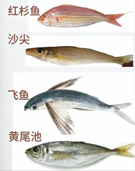 海鱼图片大全大图_如何识别常见海鱼