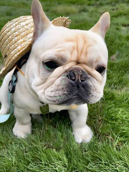 斗牛犬图片大全_如何挑选高清斗牛犬壁纸