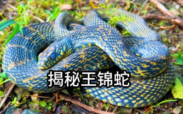 蛇王图片大全_蛇王高清图哪里找