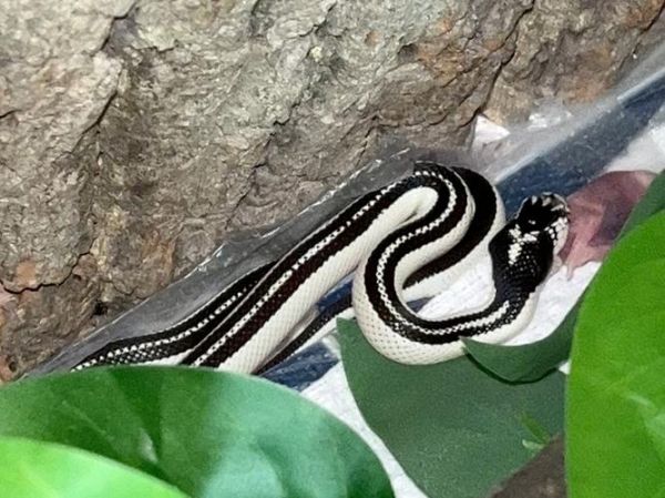 蛇王图片大全_蛇王高清图哪里找