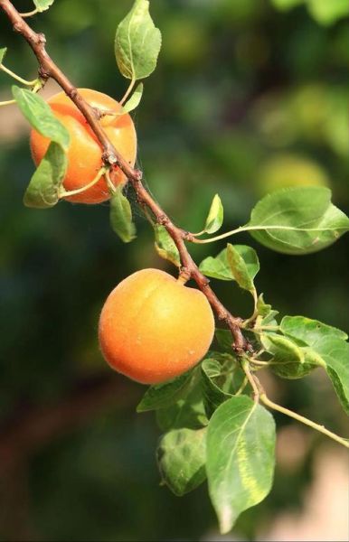 梦到吃杏是什么意思_梦到吃杏预示什么