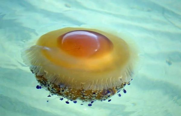 水母图片大全_水母有毒吗