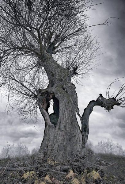 梦到砍树是什么意思_梦见砍树预示什么