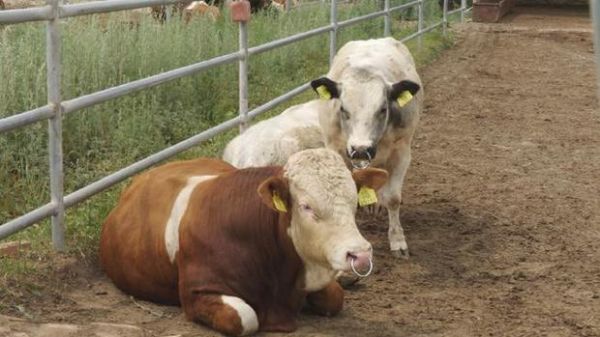 梦到牛打架是什么意思_梦到牛打架预示什么