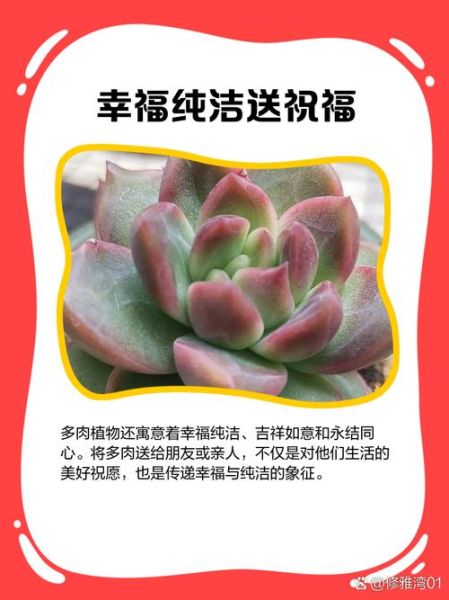 梦到多肉是什么意思_多肉植物风水寓意