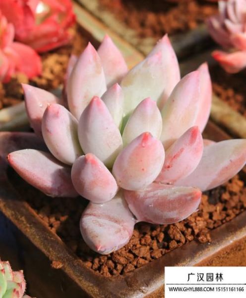 梦到多肉是什么意思_多肉植物风水寓意