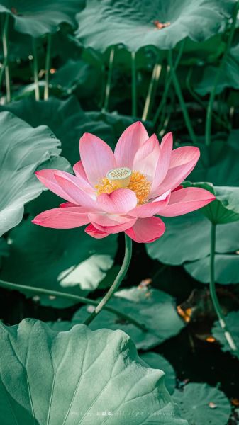 莲花图片大全大图_如何拍摄高清莲花