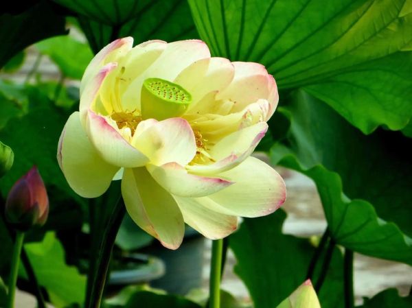 莲花图片大全大图_如何拍摄高清莲花