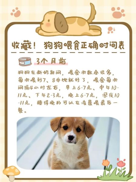 狗宝宝什么时候断奶_小狗断奶最佳时间