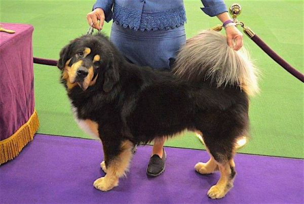 藏獒图片大全_如何挑选纯种藏獒幼犬