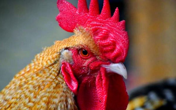 孕妇梦到公鸡是什么意思_孕妇梦见公鸡生男生女