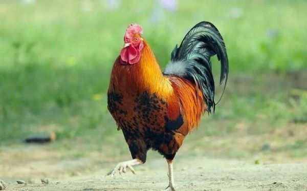 孕妇梦到公鸡是什么意思_孕妇梦见公鸡生男生女