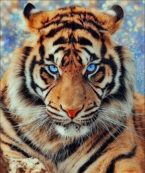 凶猛动物图片大全_如何安全收藏